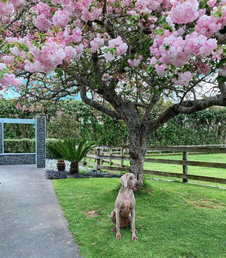 Unique Equestrian Lifestyle Bed and Breakfast Tamahere Eksteriør billede